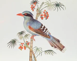 Green Magpie, Ch'ien-lung periode (1736-96) (farge på papir)